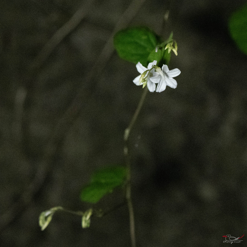 Dinetus racemosus observed 2026-09-18