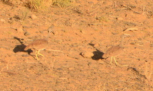 iNaturalist image