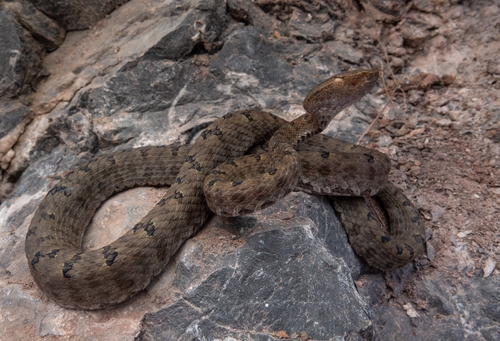 Mao-lan pitviper