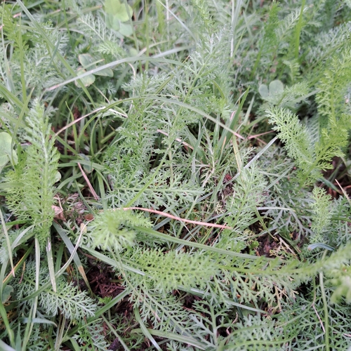 common yarrow