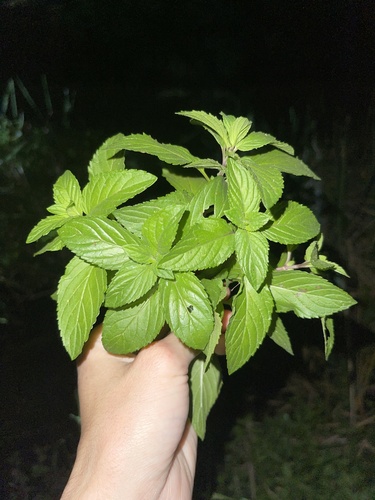 Mentha piperita observed 2026-09-15