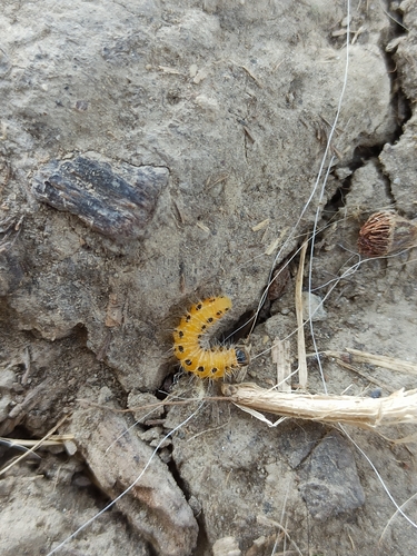 hairy poplar sawfly