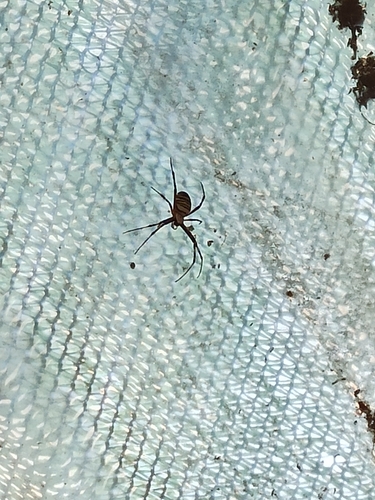 Wasp Spider