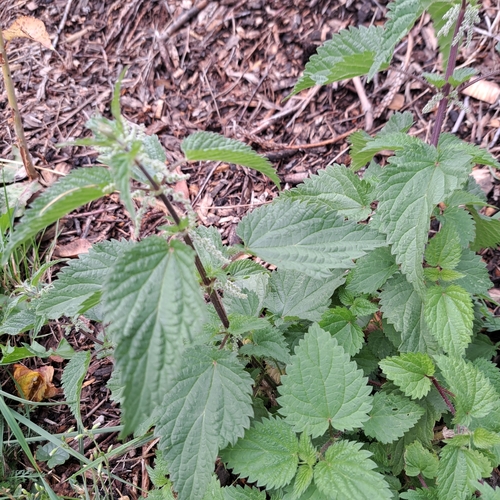 great stinging nettle
