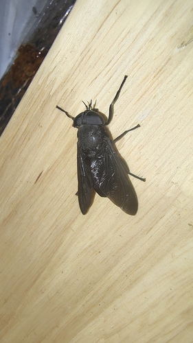 Black Horse Fly