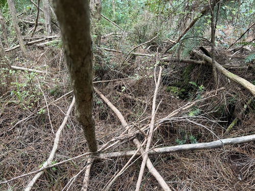 Leucopogon fasciculatus, photograph 6