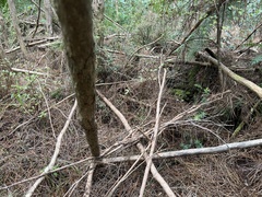 Leucopogon fasciculatus, photograph author not stated, no rights reserved