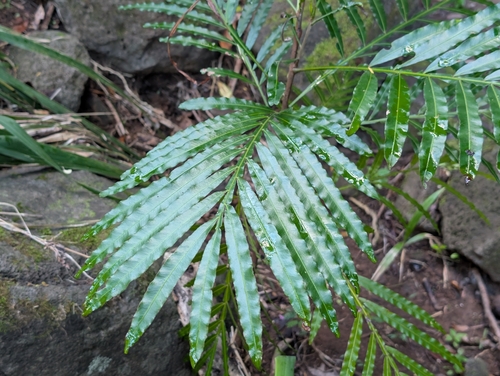 Filicium decipiens observed 2026-09-20