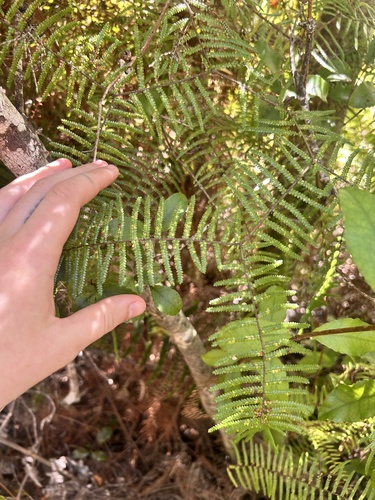 Gleichenia microphylla, photograph 3