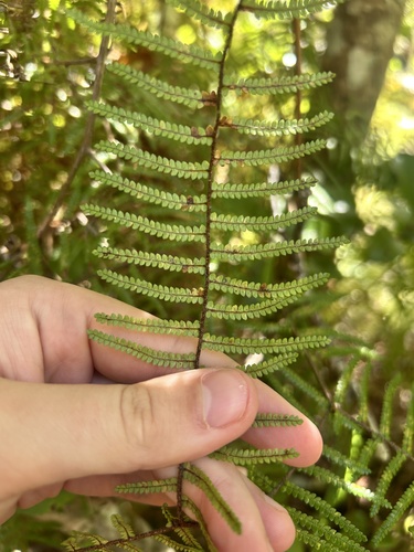 Gleichenia microphylla, photograph 4