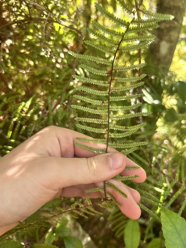 Gleichenia microphylla, photograph 5
