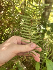 (c) Tia McNicholl, some rights reserved (CC BY) Gleichenia microphylla, photograph (c) Tia McNicholl, some rights reserved (CC BY)