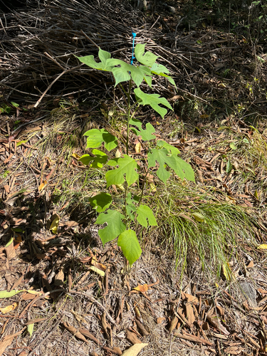 Paper mulberry