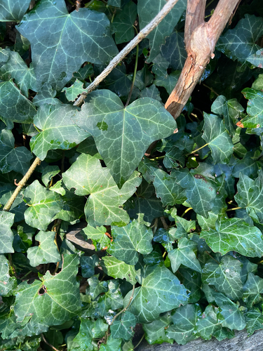 common ivy