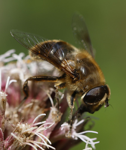 Common Drone Fly