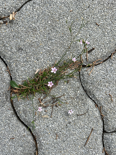 Tunicflower