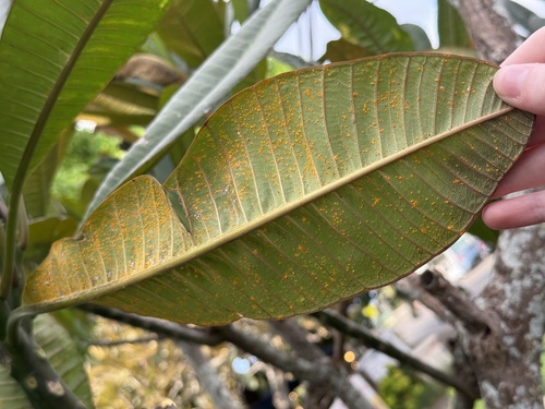Plumeria observed 2026-09-20