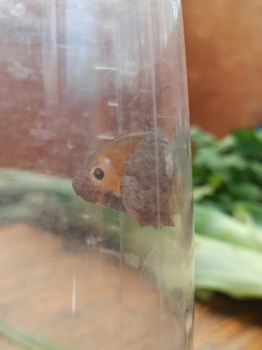 Meadow Brown