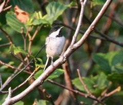Poecile atricapillus image