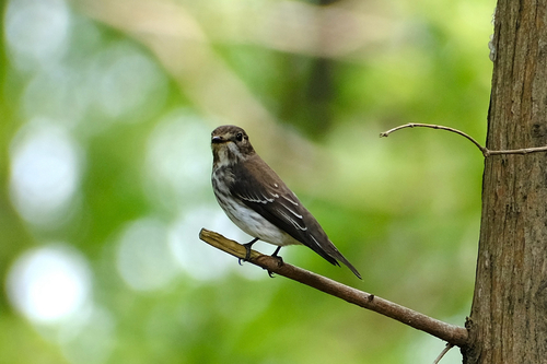 Gray-streaked Flycatcher