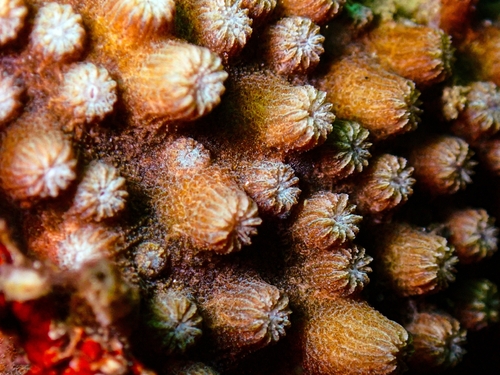 Cyphastrea observed 2026-09-05