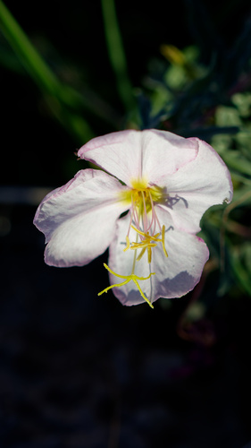 Oenothera pallida, photograph 2