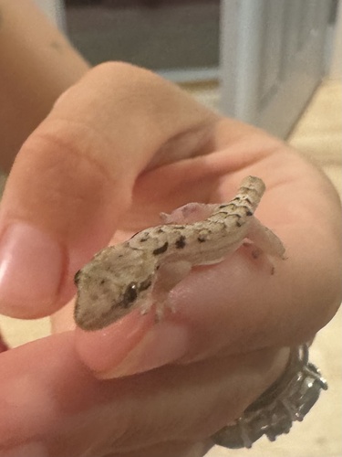 Lepidodactylus lugubris observed 2026-09-20