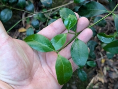 Psydrax odoratus