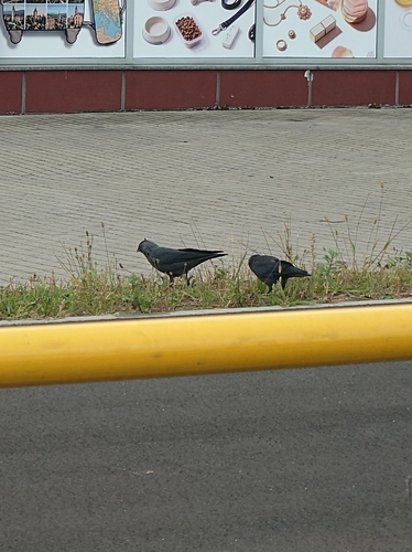 Eurasian Jackdaw