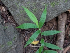 Oplismenus hirtellus