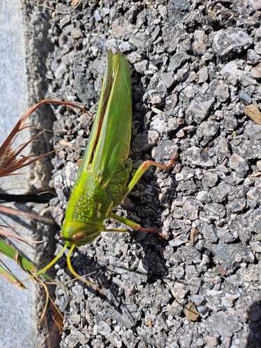 Large Green Grasshopper