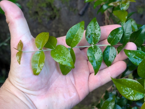 Eugenia uniflora observed 2026-09-20