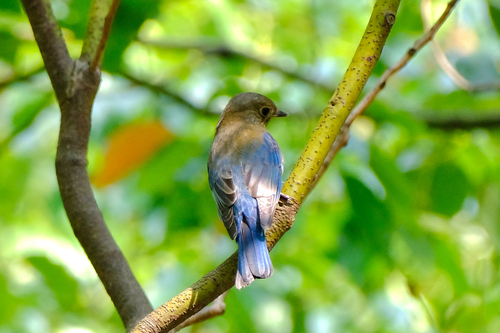 Blue-and-white Flycatcher