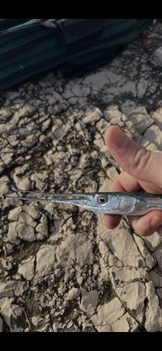Garfish