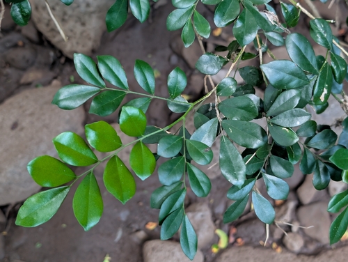 Murraya paniculata observed 2026-09-20
