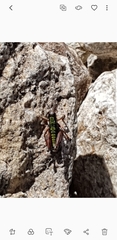 Epipodisma pedemontana