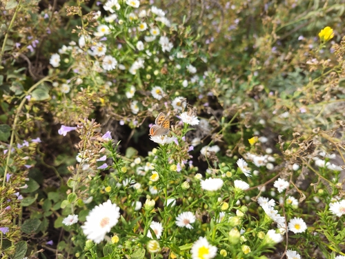 Small Copper