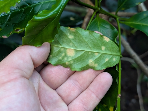 Hemileia vastatrix, 2026-09-20