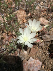 Lewisia rediviva