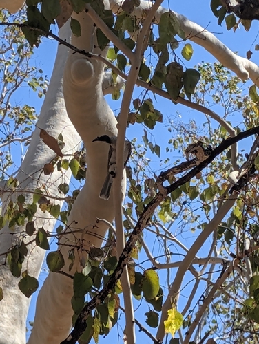Noisy Friarbird