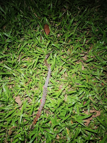 Xenochrophis trianguligerus observed 2026-09-15