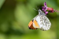 Anthocharis julia flora