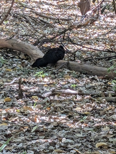 Australian Brushturkey