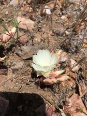 Lewisia rediviva