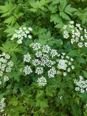 Chaerophyllum hirsutum