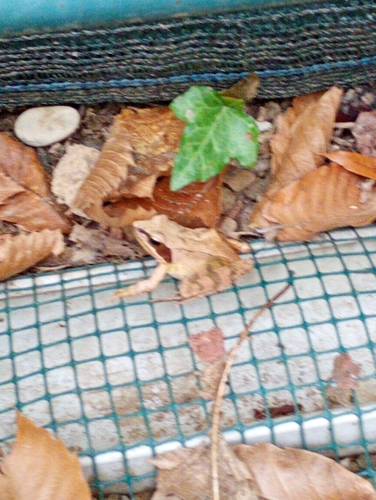 Agile Frog
