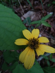 Heliopsis gracilis