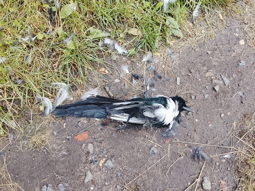 Eurasian Magpie