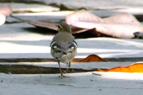 Forest Wagtail