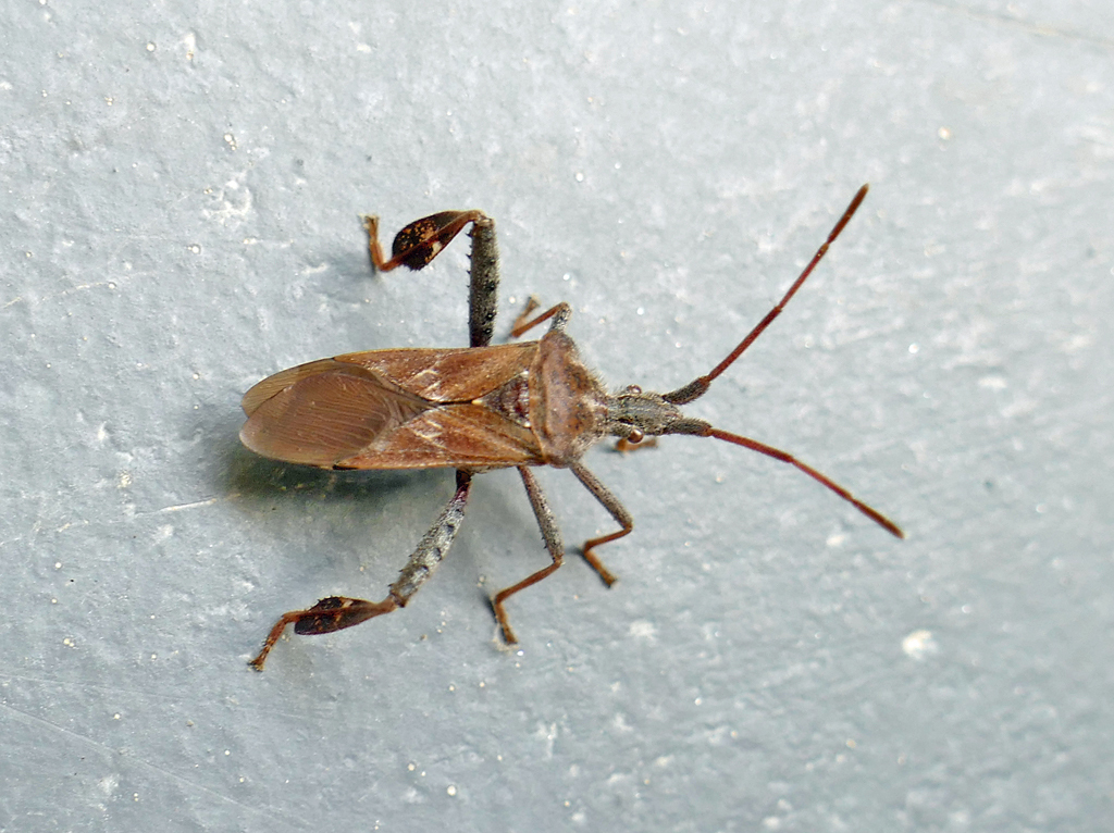 Leaf-footed Pine Seed Bug from Fulton County, GA, USA on May 5, 2020 at ...